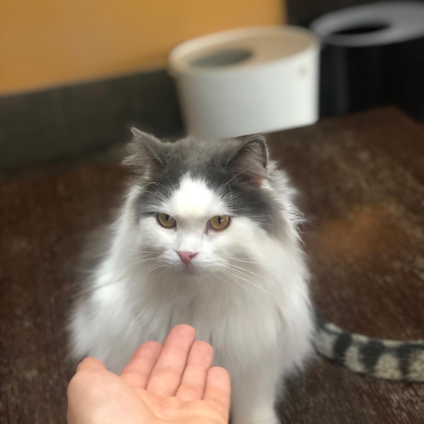 マシュマロパンダ アニマルカフェ ショップ 定休日は猫様 独占できるので 幸せです マシュマロパンダ アニマルカフェ 猫カフェ 群馬 前橋 T Co Bgeis1z57v Twitter