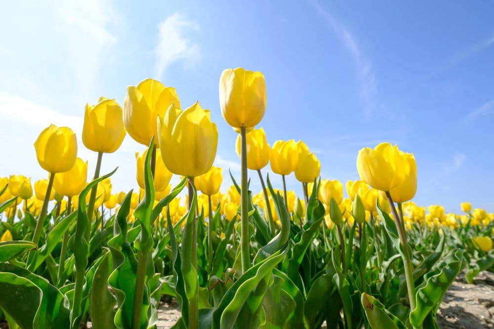 Douglas PTA (@ptadouglases) on Twitter photo Join us in treating our awesome <a href="/DouglasESDragon/">Douglas Elementary</a> staff to all things yellow and cheerful! We're thinking yellow snacks, drinks and goodies — and coffee supplies of course! Drop off your donations in the carpool lane by the end of the day April 7. Thanks! 💛m.signupgenius.com/#!/showSignUp/… Join us in treating our awesome <a href="/DouglasESDragon/">Douglas Elementary</a> staff to all things yellow and cheerful! We're thinking yellow snacks, drinks and goodies — and coffee supplies of course! Drop off your donations in the carpool lane by the end of the day April 7. Thanks! 💛m.signupgenius.com/#!/showSignUp/…