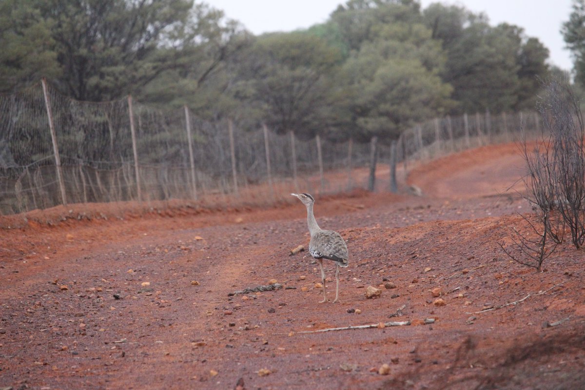 Please read our NEW PAPER:
authors.elsevier.com/c/1escm8MrlB97…
from Castle et al. (including myself). The paper discusses the results of multi-year monitoring of species inside and outside of cluster fencing in CW-QLD.

Also, it follows on from a paper from last year: nature.com/articles/s4159…