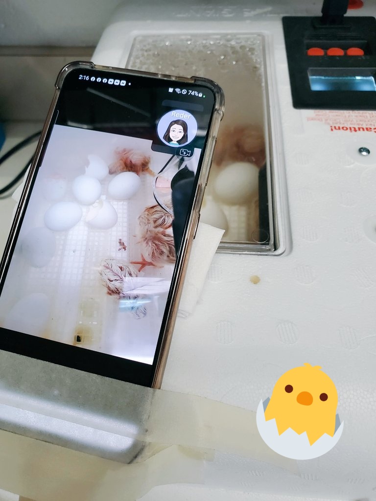 KaitReder's tweet photo. This is how we roll on Chick Hatching Dayπ₯π£π€ Zooming through my phone to project on my smart board for the kids to see π 21 century technology at its finest #tapedthephonetothebox haha π It worked π @GreenvilleES @KNicholson91016 #GreenvilleES @itrtmspoeges #livehatch https://t.co/3Furs2tUvz