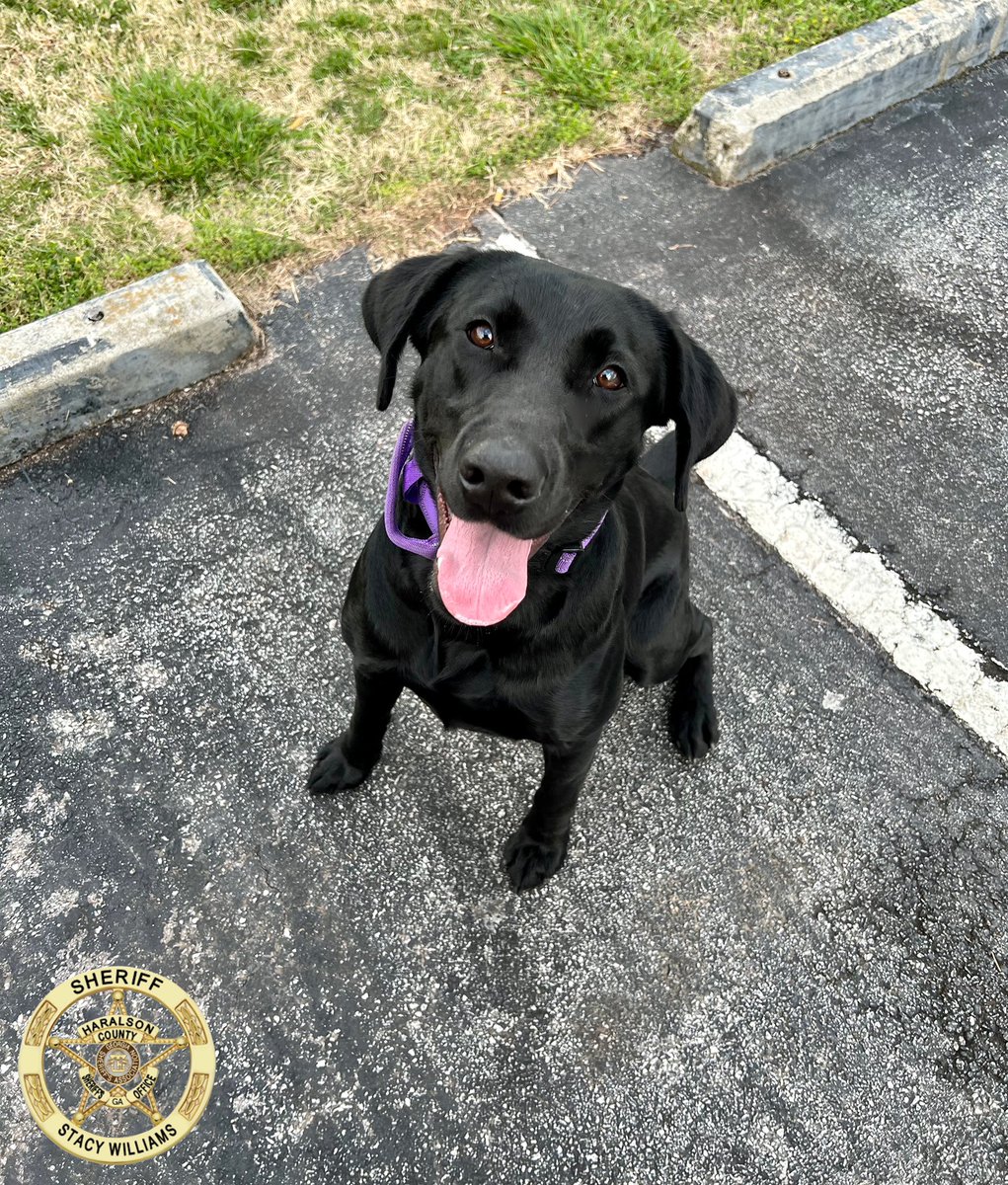 HCSO_K9Tora's tweet photo. Oh, that perfect #tonguesouttuesday pose from #K9Tora!
@JordanB72891269
#K9Tora๐พ๐ #onduty #femalek9unit #k9 #labrador #girlpower #workingdog #team #tonguesout #prettygirl #shinycoat #thatface๐ #sweetgirl https://t.co/6ZxTzKFbSG