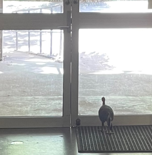 JCU Library tweet media