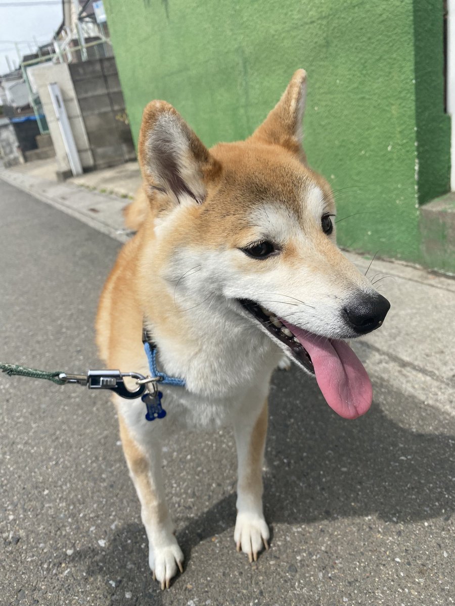 iwtaaa36's tweet photo. 迷子犬捕まえました！
埼玉県草加市遊馬町付近です
拡散お願いします。 https://t.co/IyNCZqYSSd