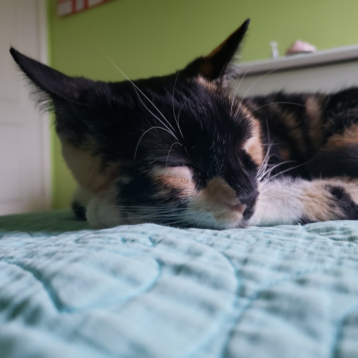 Meet Gamma Omega…Hannah Smith!!!

Hannah is a first-year freshman majoring in Music Education and was in The Spirit of Houston. 

Check out our Insta/Facebook posts to see more on Maddy and stay tuned for more of our “Meet Gamma Omega”