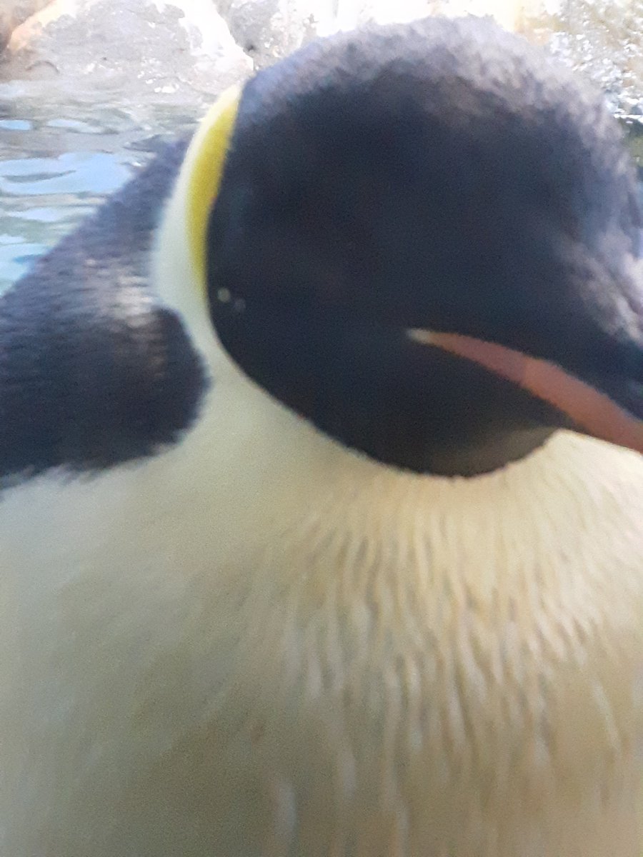 AmanNovu's tweet photo. 皆さんおはようございますっ！！
今水族館NAU(^-^∩)♪ https://t.co/dVWEjSw3SE