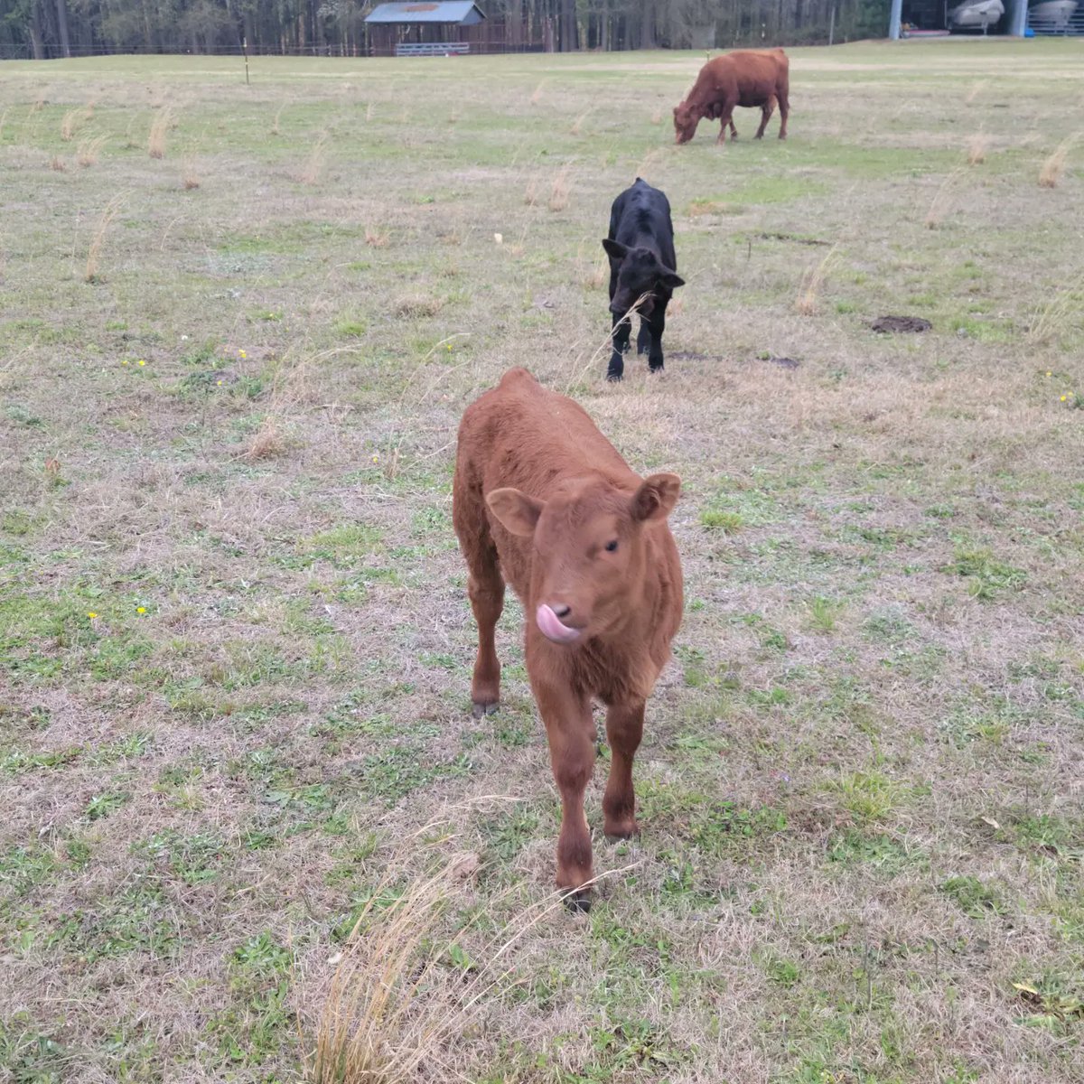 camoupgear's tweet photo. Another set of twin calves born on the farm.

#angus
#farmer
#farm #farming
#cattle

#cow #country #bull
#farmtotable #farmanimals
#hunting 
#fashion #fashionblogger #fashionista  #fashionblog  #fashiondesigner  #fashions #fashioninsta #fashionbloggers #fishing #fishinglife #FYP https://t.co/VtHGbUyUKc