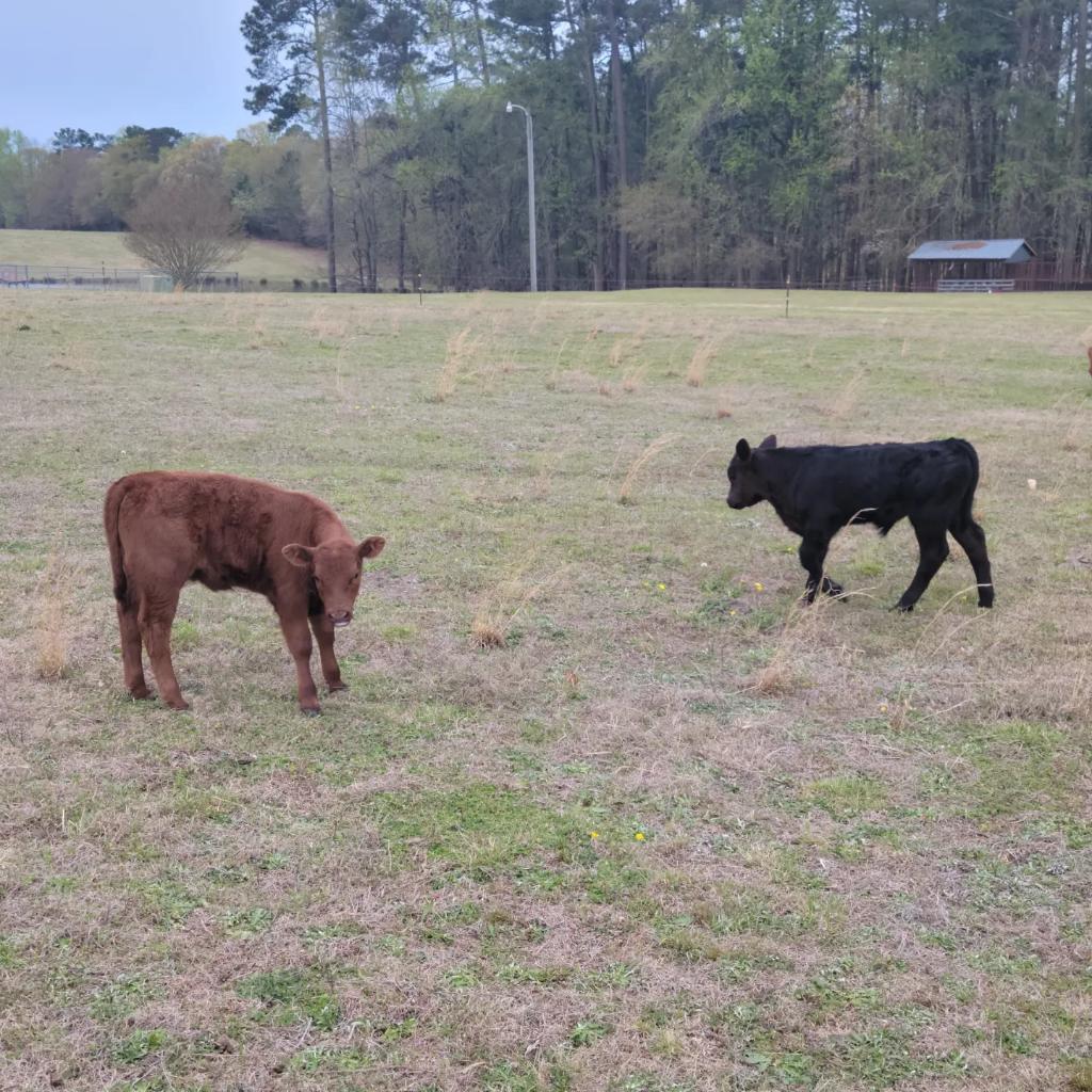 camoupgear's tweet photo. Another set of twin calves born on the farm.
https://t.co/1auAAyNJyS 
#angus
#farmer
#farm #farming
#cattle
#cow #country #bull
#farmtotable #farmanimals
#hunting
#fashion #fashionblogger #fashionista  #fashionblog #fashiondesigner #FYP #fashioninsta #fashionbloggers #fishing https://t.co/neosIYvjIs