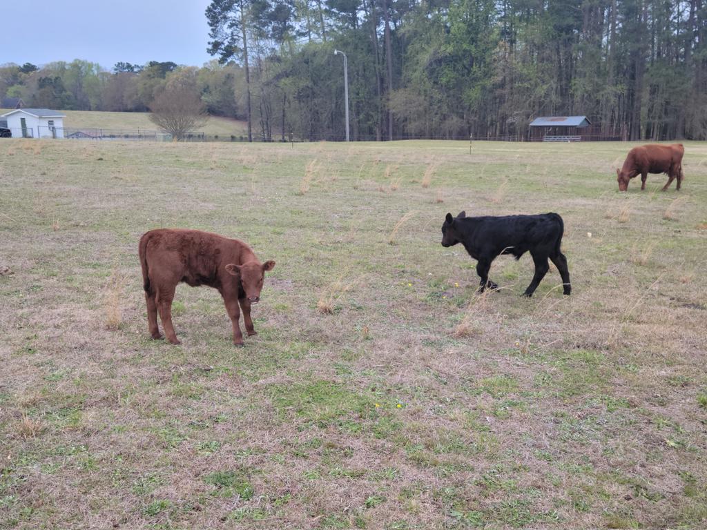 camoupgear's tweet photo. Another set of twin calves born on the farm.
https://t.co/1auAAyNJyS 
#angus
#farmer
#farm #farming
#cattle
#cow #country #bull
#farmtotable #farmanimals
#hunting
#fashion #fashionblogger #fashionista  #fashionblog #fashiondesigner #FYP #fashioninsta #fashionbloggers #fishing https://t.co/neosIYvjIs