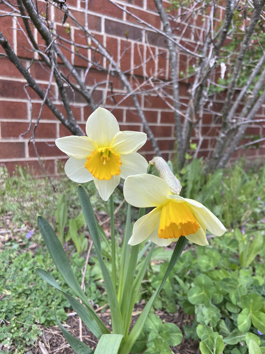 agmteach's tweet photo. Time for spring planting with the Dirt Dogs Garden Club!#LCPSlegacy #dirtdogs https://t.co/8938VbFdzM