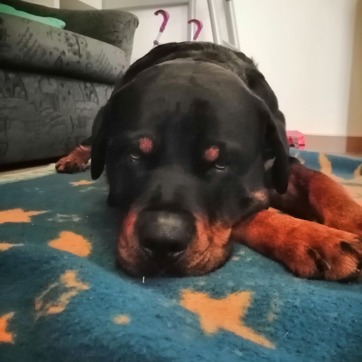BroncoTheRottw1's tweet photo. Hi I'm Bronco and I want to tell you a little bit about my life. Unfortunately no thank God I ended up in a foster home and finally I can be a normal dog. Accompanied by my new life I would be happy

#pflegehund #rottweiler #DogsofTwittter #dogs #hunde #hundeliebe https://t.co/RnJwJnqEeK
