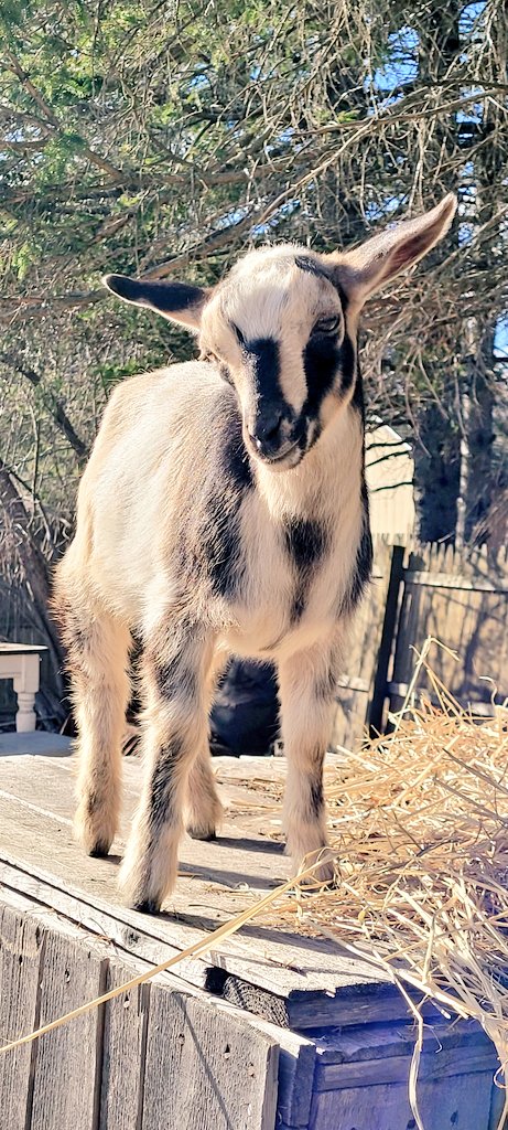 WinstonThatche4's tweet photo. I'm a little shy☺️ https://t.co/32Gzytn9Of