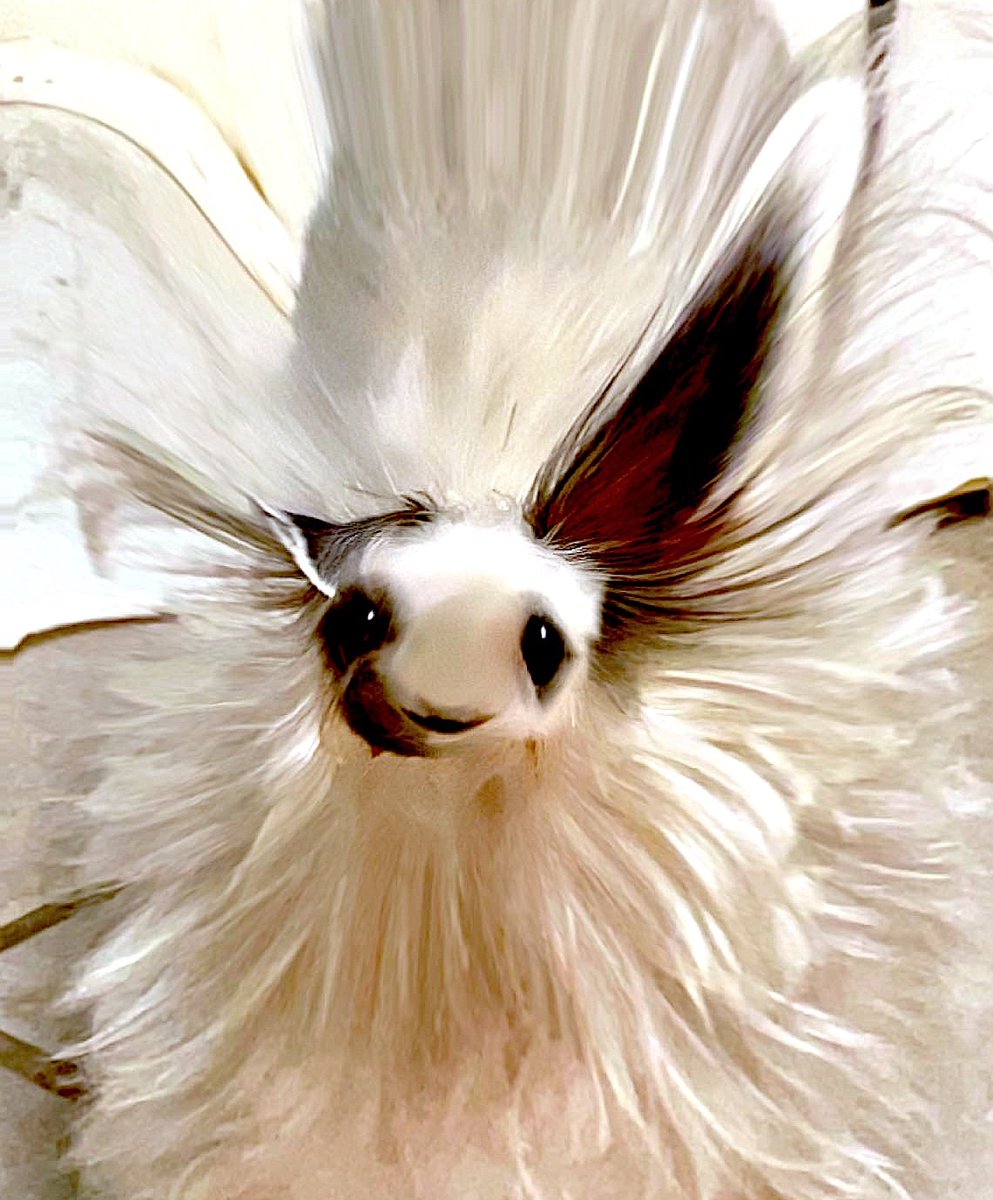 persesussimon's tweet image. puffy doggle