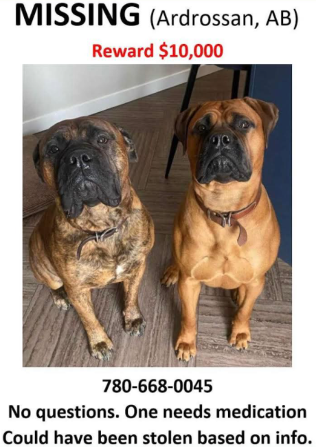 FurRSQ's tweet photo. We've been asked to help get the word out about these two missing dogs. Lost in #Ardrossan near #ShPk #AB. Their family misses them, and one needs medication. If you see them or have other info, please call 780 668 0045. https://t.co/ffGQlKDZNz