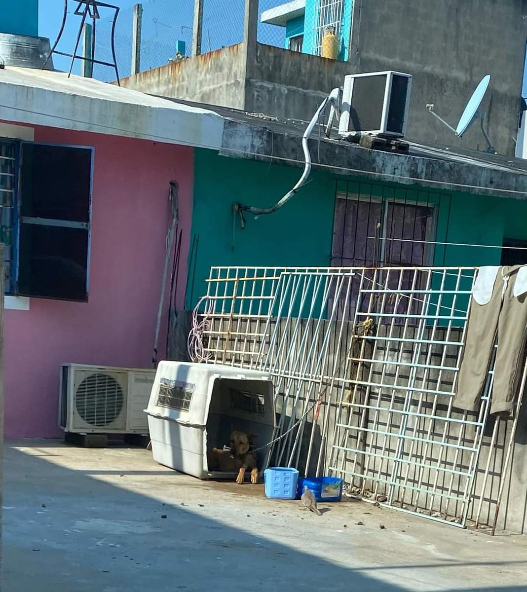 📣 #DenunciaSinReservas| Vecinos de una vivienda ubicada en el Fracc. Issset en Villa Ocuiltzapotlán, solicitan intervención de autoridades ante la exposición permanente al sol en la que se encuentra un perro.

<a href="/caninos911/">Caninos911</a> <a href="/GobCentro/">Ayuntamiento de Centro</a>