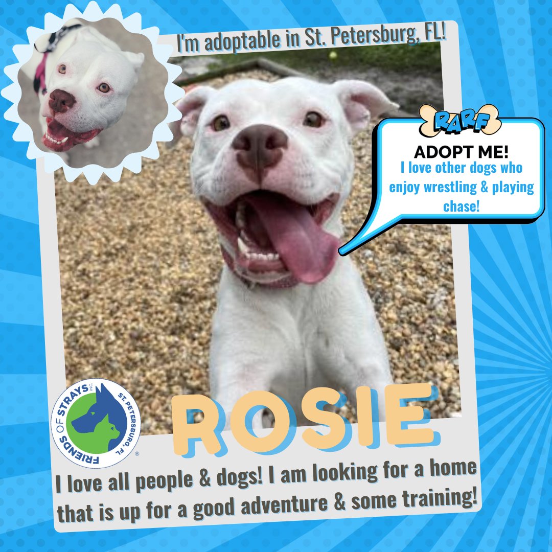 Our girl Rosie comes with free training thanks to @RealLoganRyan (a FOS foster parent and brand new @Buccaneers!) and his @RARF_official Foundation! 

Come visit Rosie at Friends of Strays! #FOSFureverFamily 💙💚 