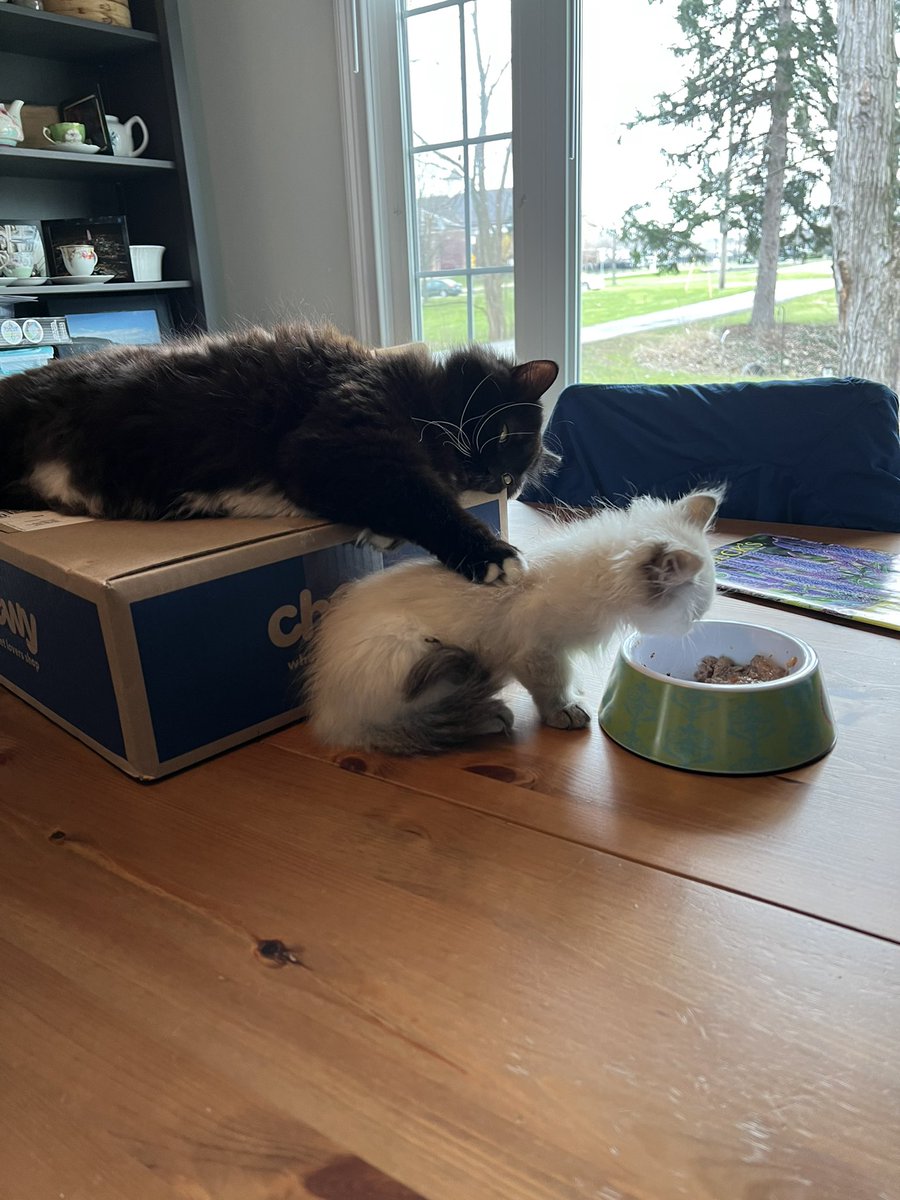 <a href="/relicofthepast/">Relic of the Past Podcast</a> <a href="/PenanceRPG/">Penance RPG 🐉 🏳️‍🌈 🐀</a> <a href="/TreasonNo/">Gunpowder, Treason, No Plot</a> <a href="/WebWitch81000/">👾 Nearly Blind Nut is Back?! 😹</a> <a href="/tofilium/">Shrekussy (they/ze)</a> <a href="/Muddlin_Through/">Muddlin Through</a> <a href="/StackODice/">Stack 🌻 Dice</a> <a href="/AnitaBridges2/">Anita Bridges</a> <a href="/xb0shi3x/">Brandalf the Blonde</a> <a href="/tykashow/">🐋</a> <a href="/DeGustafson/">Derek Gustafson (he/him) is Catface Games</a> @lionsoflegend <a href="/pwp_dnd/">🪄Power Word: Play🔥</a> <a href="/adora_belleD/">🇬🇧🇳🇿</a> @DangerDames @TheDice_Casters This just happened. He’s petting her while she eats