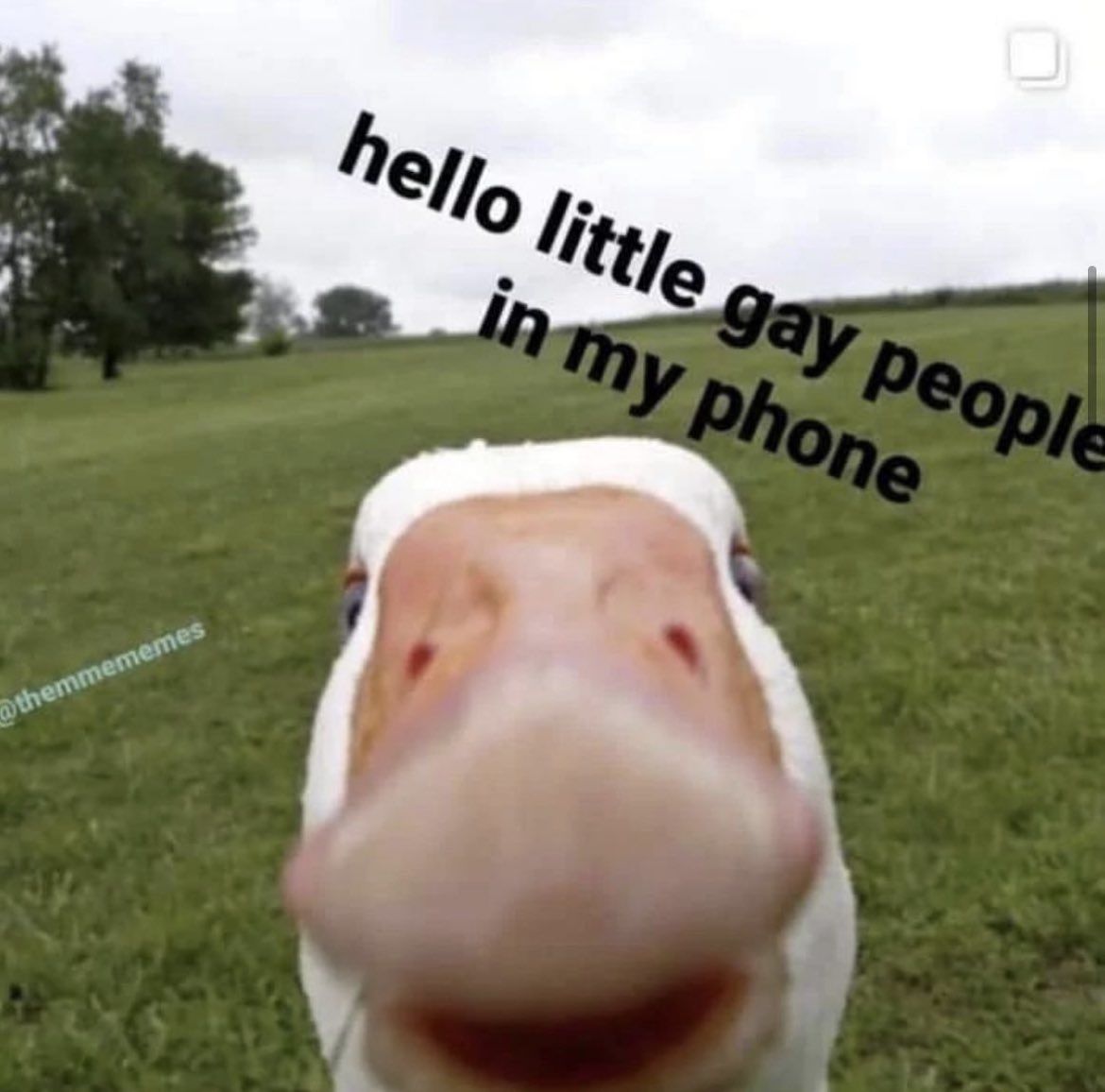 ashnikko's tweet image. good afternoon