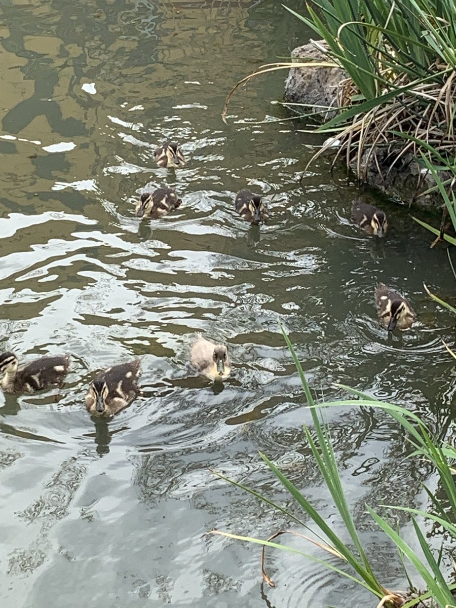 MillyLugo3's tweet image. Nature makes you feel peace in a busy world