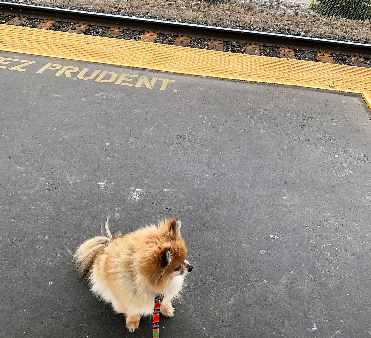 DrEllenKinzl's tweet photo. It's the end of a long day, and Eli just wants to catch the GO Train home. Good job, Eli!
.
.
#commuter #torontodog #officedog #gotrain #libertyvillage #vettech https://t.co/0dOQlQx3aL
