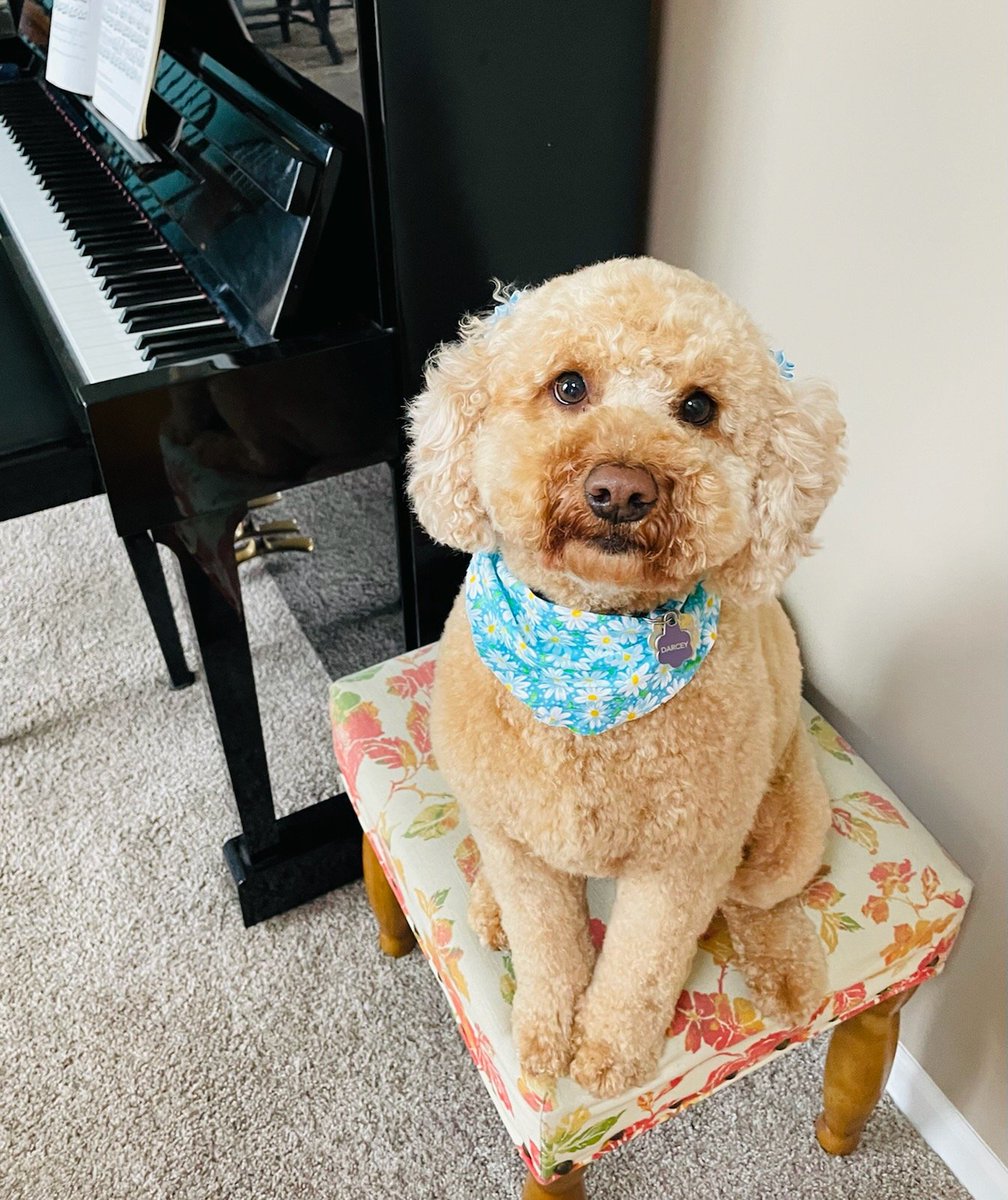 millersmuse's tweet photo. A doodle with a fresh haircut is a very happy doodle. https://t.co/gdcwh703uP