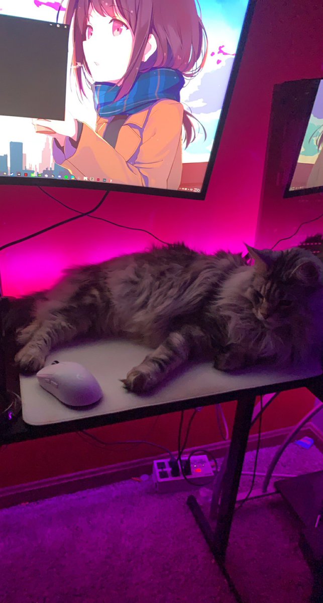 twifyee's tweet image. How tf do I play valorant when my cat is so MASSIVE!!