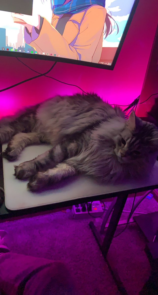 twifyee's tweet image. How tf do I play valorant when my cat is so MASSIVE!!