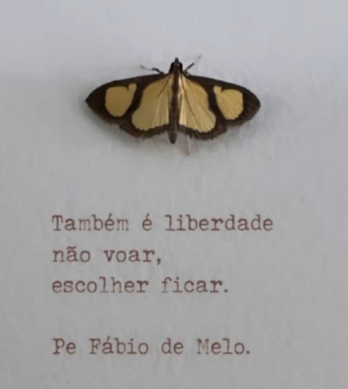 Inglesa_leila's tweet photo. Voa, mas se quiser pousar tbm é liberdade! https://t.co/aXYqOjglD5