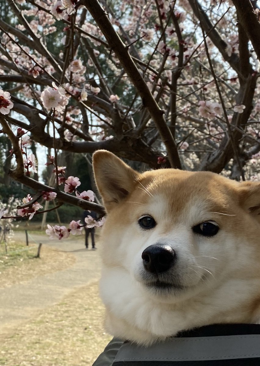 おはようございます😃これから開花する桜🌸もあります😃桜も人もおなじですね😊

#柴犬#柴犬のいる暮らし　#犬のいる生活　#犬好きさんと繋がりたい　#遅咲きの桜