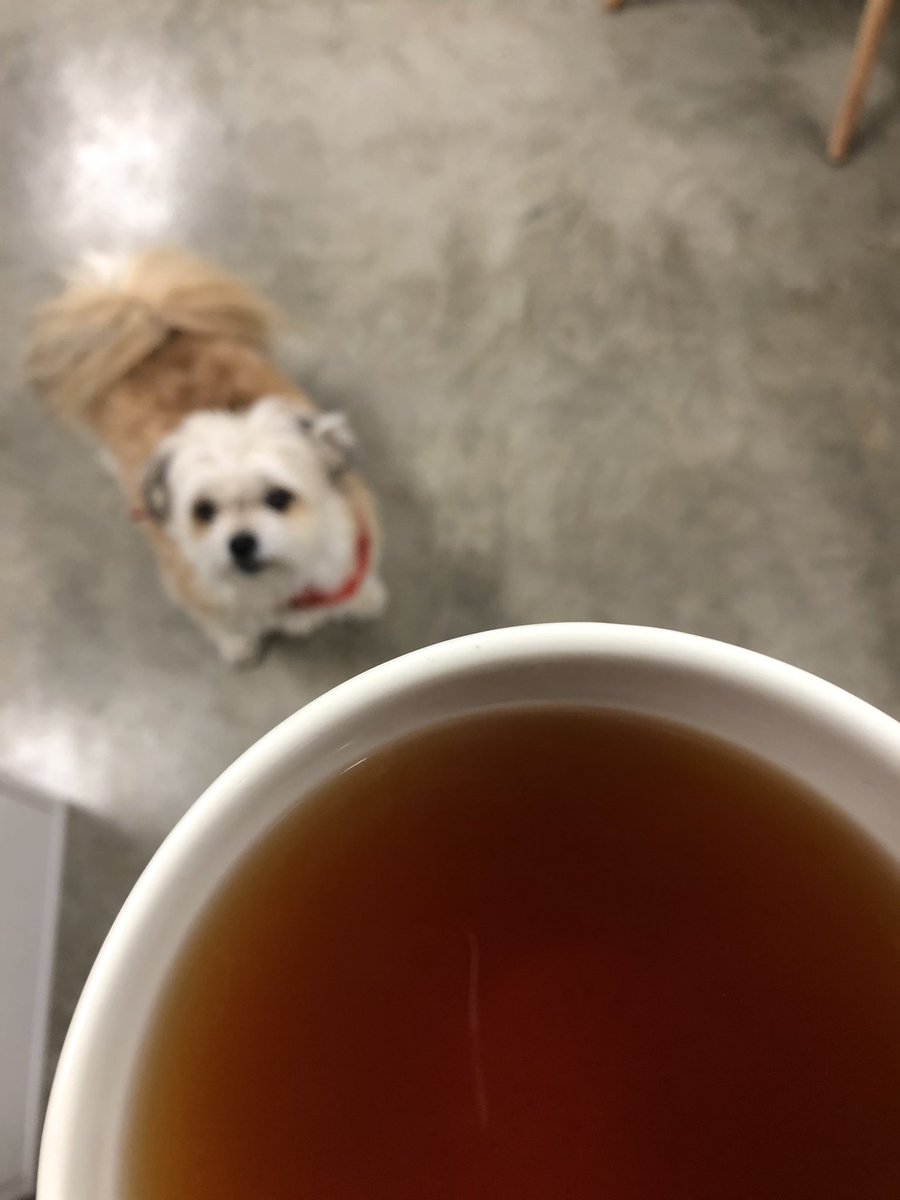 annahewstan's tweet photo. We have a visitor! #officedogs https://t.co/CMsf6SSL7v