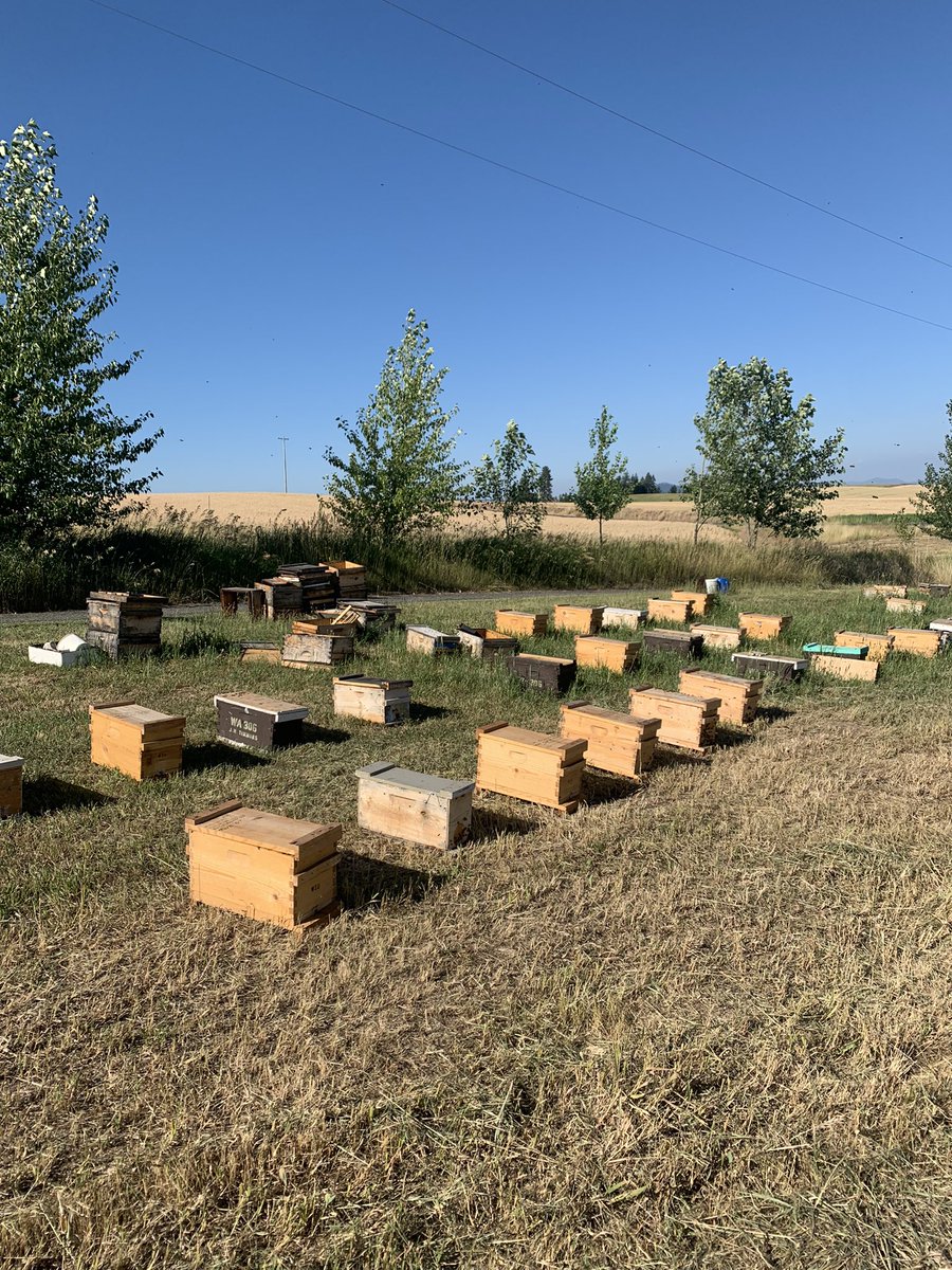 WSU Bee Research (@wsubees) on Twitter photo We are searching for an apiary manager to join the WSU Bee Program in Pullman, WA. Come join team. <a href="/wsucahnrs/">WSU CAHNRS</a> <a href="/WSUEntomology/">WSU Entomology</a> wsu.wd5.myworkdayjobs.com/en-US/WSU_Jobs… We are searching for an apiary manager to join the WSU Bee Program in Pullman, WA. Come join team. <a href="/wsucahnrs/">WSU CAHNRS</a> <a href="/WSUEntomology/">WSU Entomology</a> wsu.wd5.myworkdayjobs.com/en-US/WSU_Jobs…