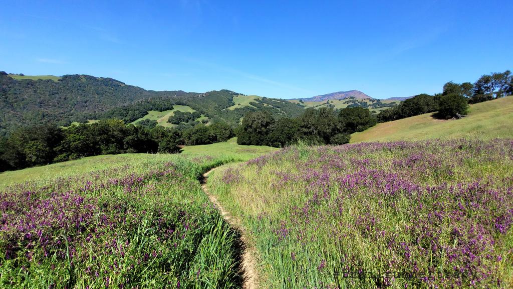 FlowervineMom's tweet photo. So many wildflowers and butterflies 🦋 on my trail run today, it's a special feeling running with them.
.
.
#running #trailrunner #mtdiablo #trailrunnertracy #nature #wildflowers #contracosta @calparks #savemountdiablo https://t.co/5GPmZjZXq6