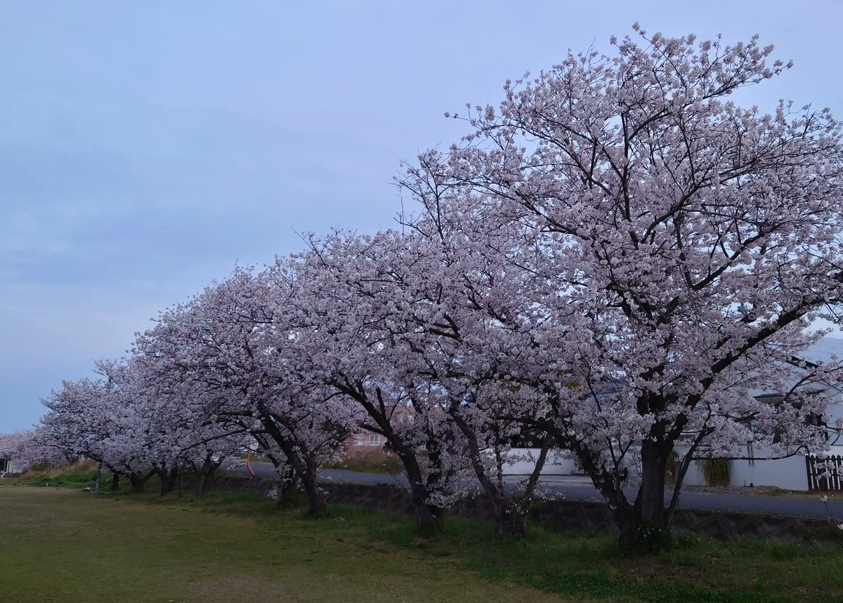 take45da's tweet photo. 今朝の #柞田川沿いの桜🌸

#sakura2022🌸🇯🇵😍 
#まだまだ桜🌸が楽しめます 
#柞田川 
#walking🚶‍♂️ 
#朝歩きの風景 
#walkingviews https://t.co/ZhqyDYajZO
