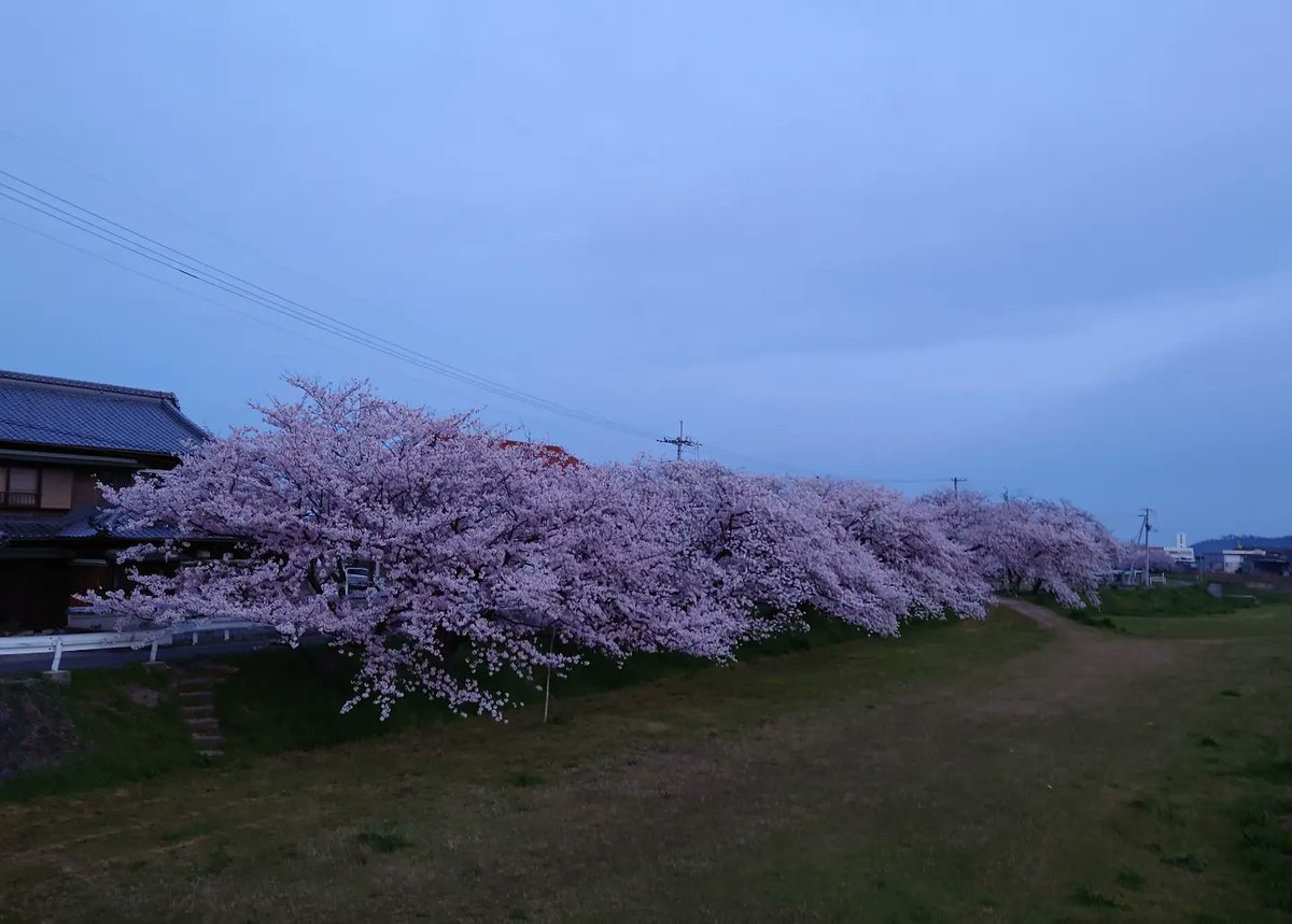 take45da's tweet photo. 今朝の #柞田川沿いの桜🌸

#sakura2022🌸🇯🇵😍 
#まだまだ桜🌸が楽しめます 
#柞田川 
#walking🚶‍♂️ 
#朝歩きの風景 
#walkingviews https://t.co/ZhqyDYajZO