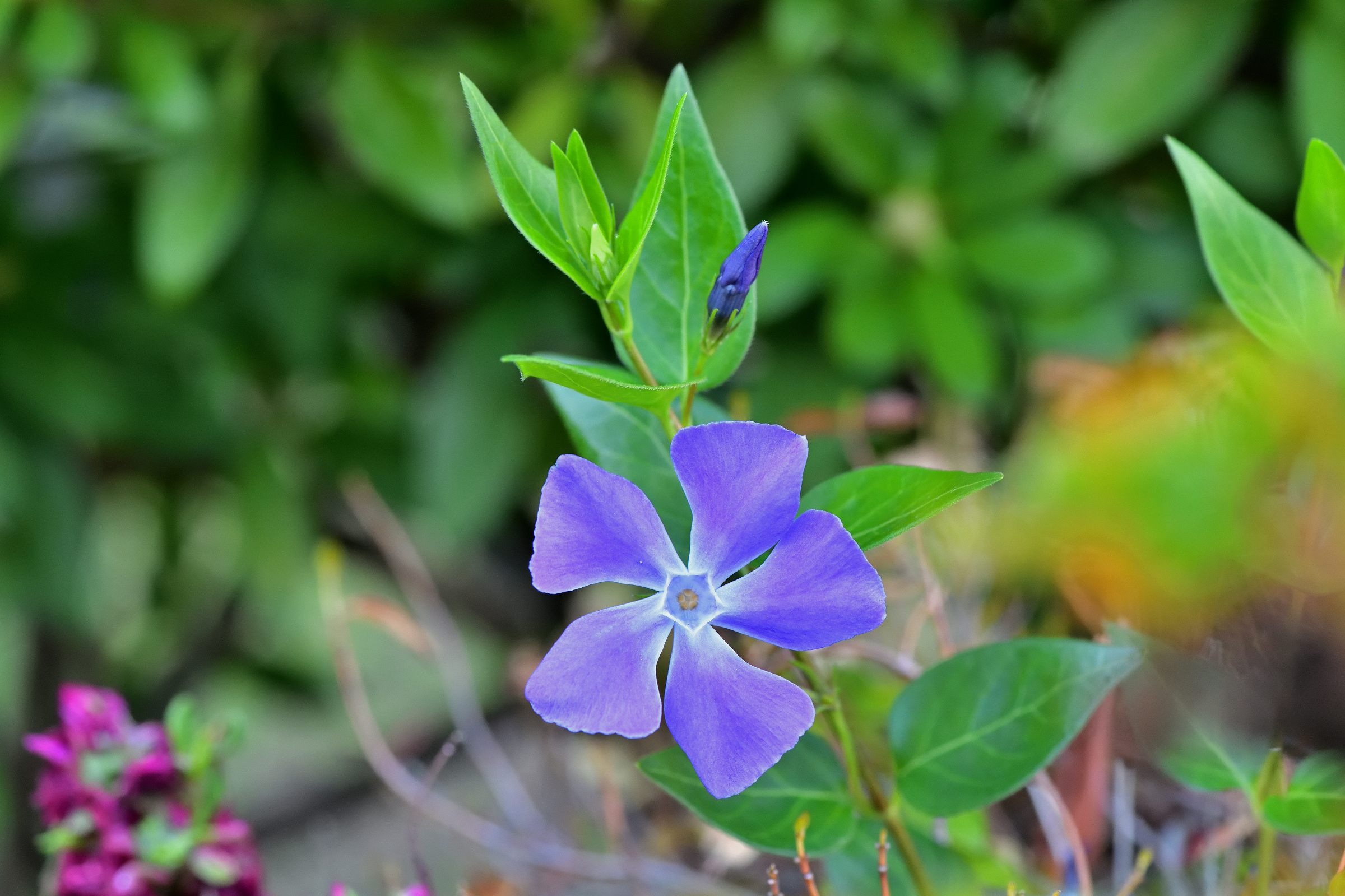 花好きな人 Twitter Search Twitter