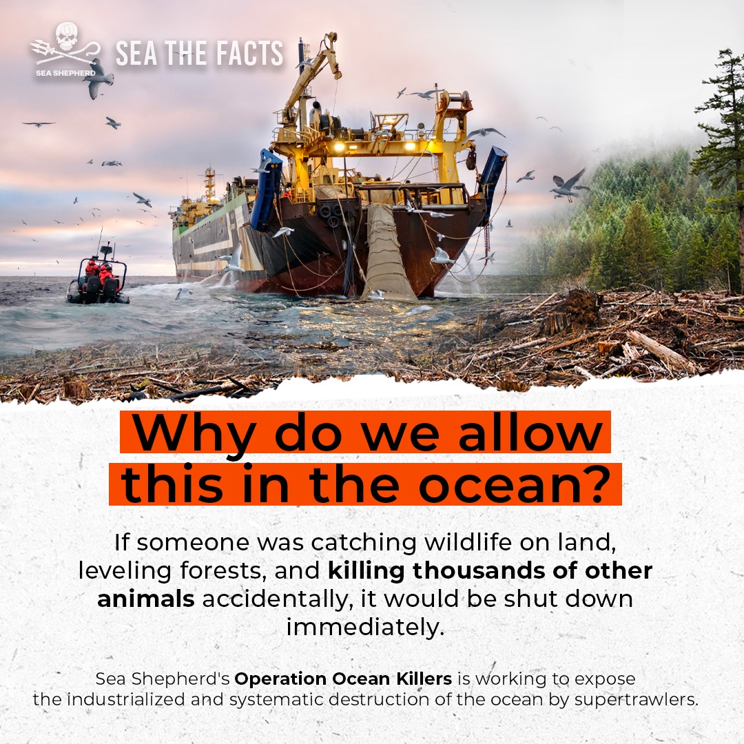 SeaShepherdYVR's tweet photo. ♻️ We can ALL do something to stem the tide of microplastics! 
👉 CHALLENGE: Besides avoiding single-use plastic items like straws, cutlery, bottles, and bags, what's another way you can help reduce the amount of plastic entering the ocean? 🤔
#SeatheFacts #marinedebris https://t.co/6gCUDDCn0J