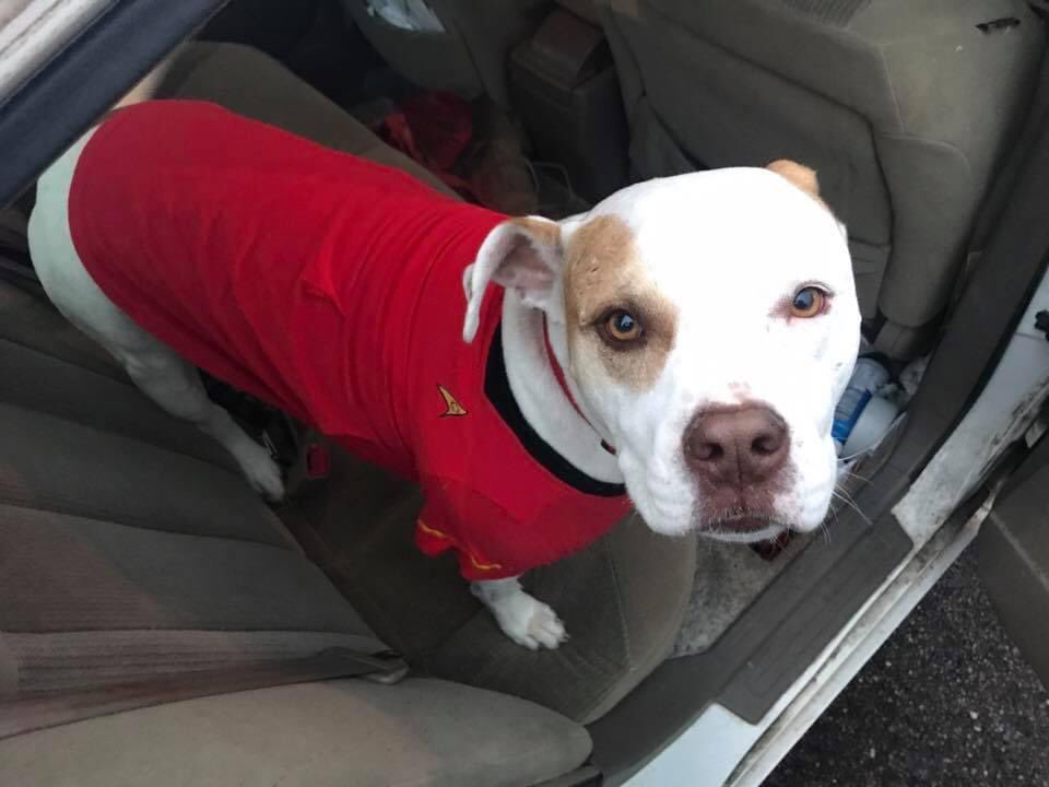 ThatLurieGuy's tweet photo. Moxie wishes you all a happy First Contact Day!  (Yeah, that’s her pretty much her happy face.  A father can tell.) 🖖🐶🖖 #dogs #StarTrek #FirstContactDay #FirstContactDay2022 https://t.co/ixIpA9huE2