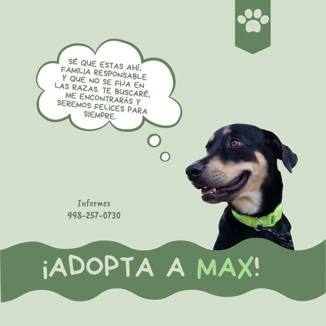 maritacun's tweet photo. Max está en busca de un hogar amoroso y comprometido, rescatado del maltrato ahora esta listo para una nueva vida. Ayúdame a compartir.
@VivoEnCancun @lau_arci @ElviaMZenteno https://t.co/6Jp1qbQH9q