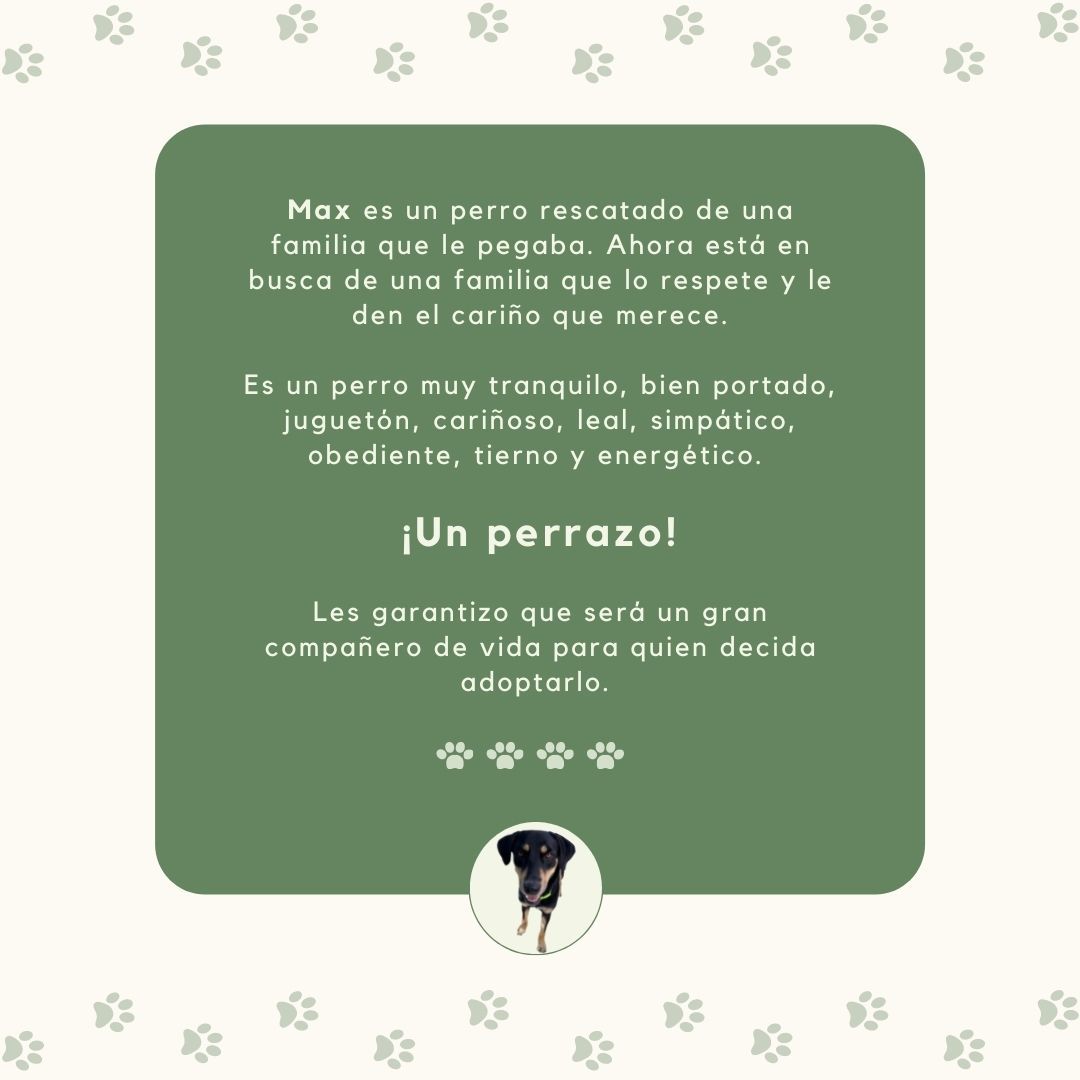 maritacun's tweet photo. Max está en busca de un hogar amoroso y comprometido, rescatado del maltrato ahora esta listo para una nueva vida. Ayúdame a compartir.
@VivoEnCancun @lau_arci @ElviaMZenteno https://t.co/6Jp1qbQH9q