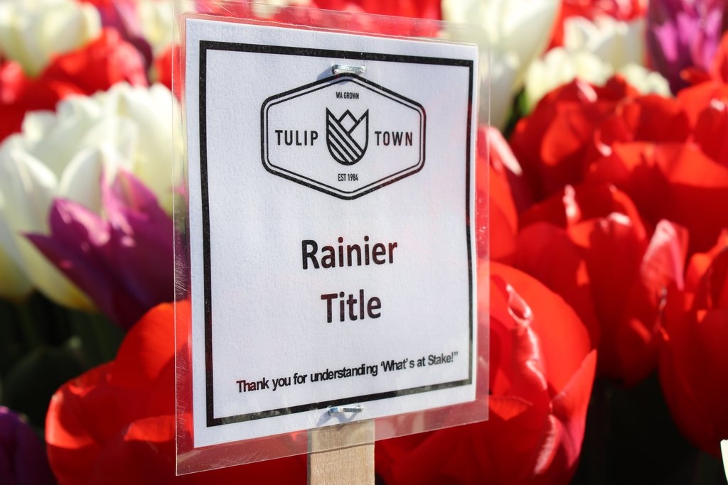 RainierTitle's tweet photo. 💐It's Tulip Time 💐
Did you know more tulip, and daffodil bulbs are produced Skagit County than in any other county in the U.S.?🌷
@ us in your tulip photos in the comments so we can see the flowers in all their glory 📸
#tulipfestival #skagitvalley #tulip #rainiertitle https://t.co/opZfI8lmOR