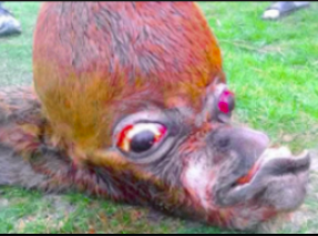 Dansk E-sports selfies tweet media