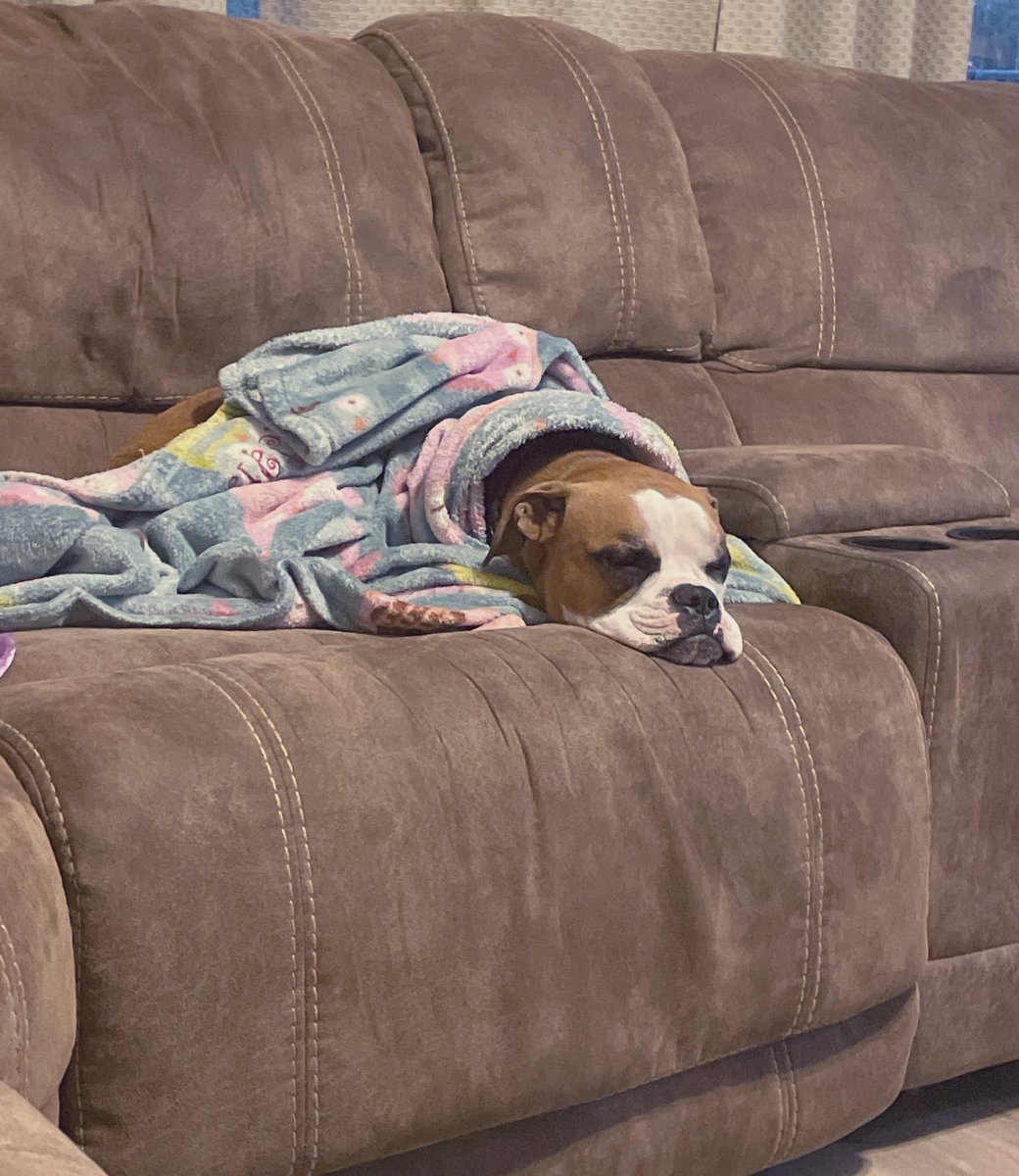MrsEyre11's tweet photo. Same Here Daisy. Same here. #exhausted #sleepisneeded https://t.co/9u8dQ6DXAG
