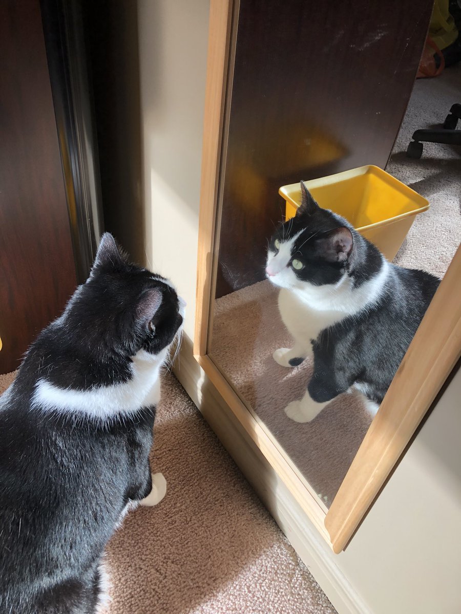 ttashicatt's tweet photo. @MoetBlindCat Moet, here’s me looking back and saying, “You’re all those things and more!!” Sending Hugs!! https://t.co/A1iDjmLtDz
