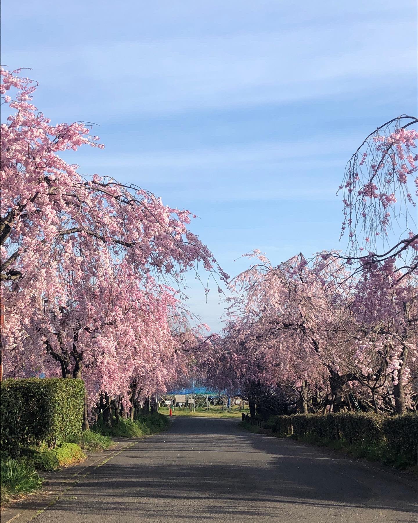 東谷山フルーツパーク 園内のあちこちにサクラ のトンネルができています 東谷山フルーツパーク 桜 シダレザクラ 見頃 花まっぷ 名古屋市 守山区 公園 T Co Ncdgsl1j Twitter