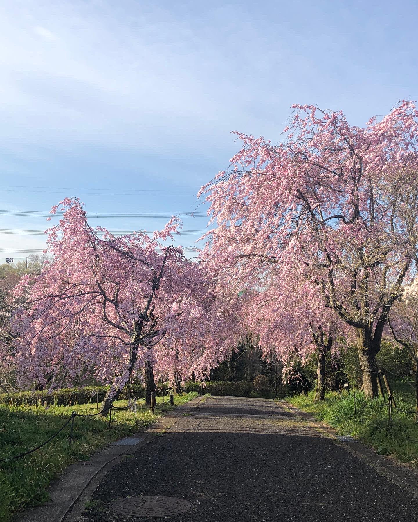 東谷山フルーツパーク 園内のあちこちにサクラ のトンネルができています 東谷山フルーツパーク 桜 シダレザクラ 見頃 花まっぷ 名古屋市 守山区 公園 T Co Ncdgsl1j Twitter