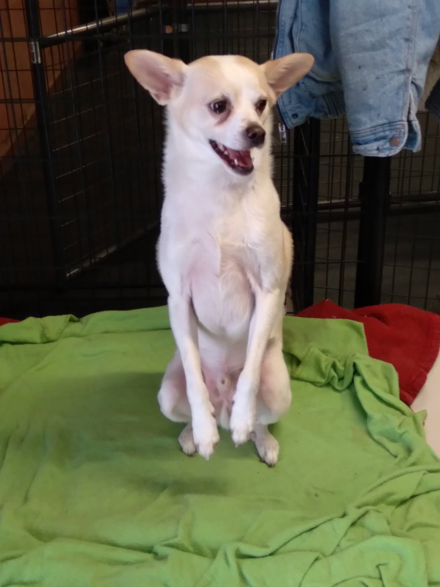 Today was my first day of going to the pet hotel with my guy. He works there.... and now, so do I! I was such a good boy, and I had so much fun. Everyone loves me! 

#dogsoftwitter #dogs #pets #DogTwitter #DogsofTwittter