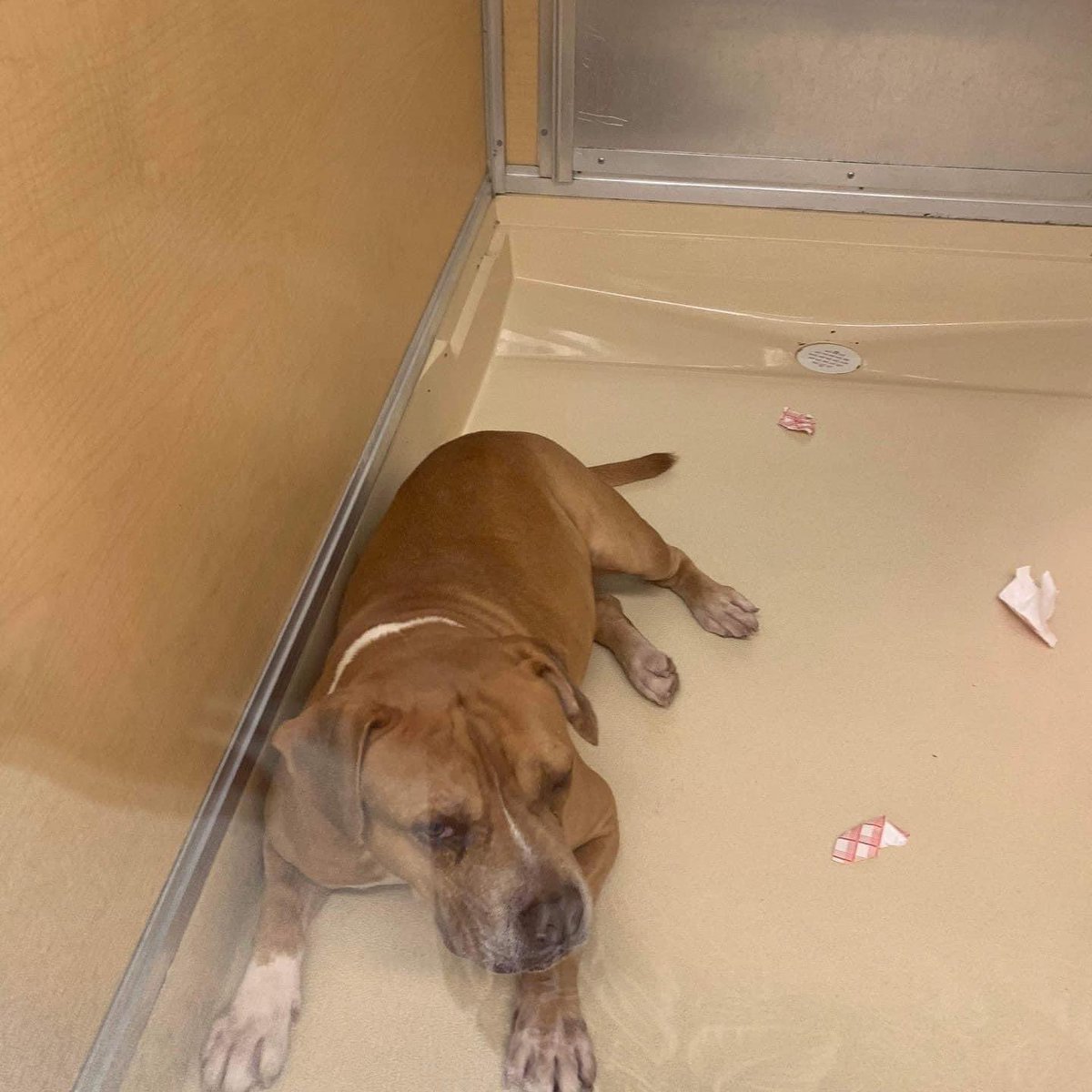 nasrene41's tweet photo. 4/5 #LANCE is still alive but in danger of being killed by @AdoptMiamiPets! Desperate for a #FOSTER to save her life.Please #Share #Pledge #Rescue #Adopt #MDAS #SaveLANCE #SaveCharlieAct #CAPA @kionnemcghee @MayorDaniella
https://t.co/7XfhGWxamo
https://t.co/XudFEHpCqA https://t.co/QSWt3VGn8K