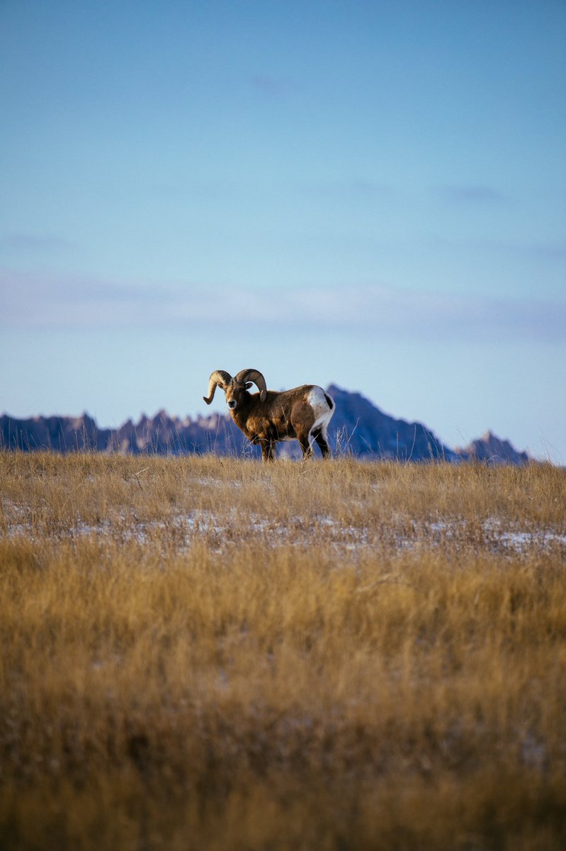 Soulcrate's tweet photo. Badlands National Park, South Dakota

4 pictures / 1 Day https://t.co/uG7RsvNP7b