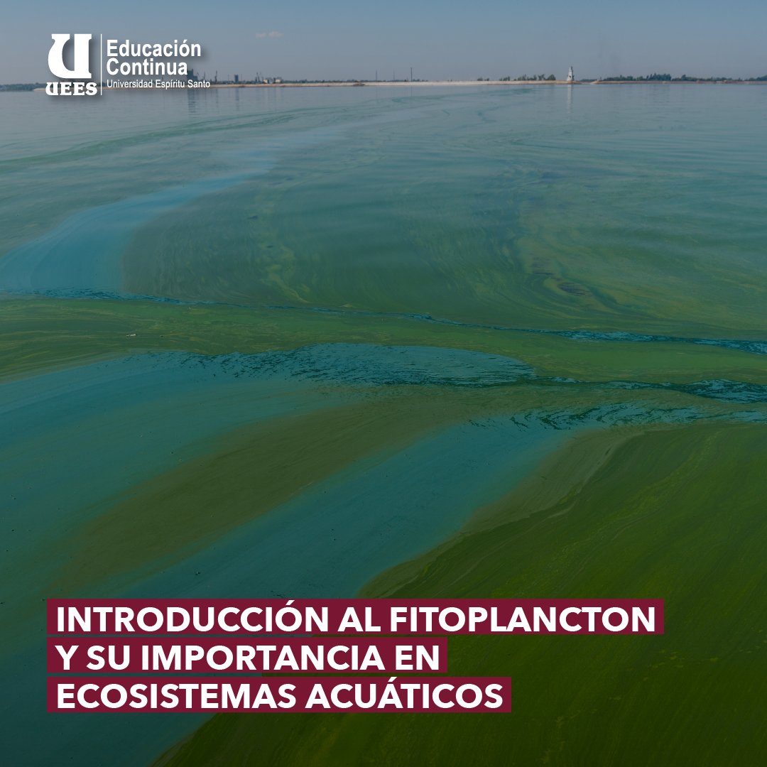 DEC_UEES's tweet photo. El curso abarca una introducción general del fitoplancton, reconocimiento e identificación de los principales grupos del fitoplancton, como una herramienta práctica en la calidad del agua en ecosistemas acuáticos 🌿Contáctanos: https://t.co/uChd5ImliR https://t.co/dDUtuyY1xr