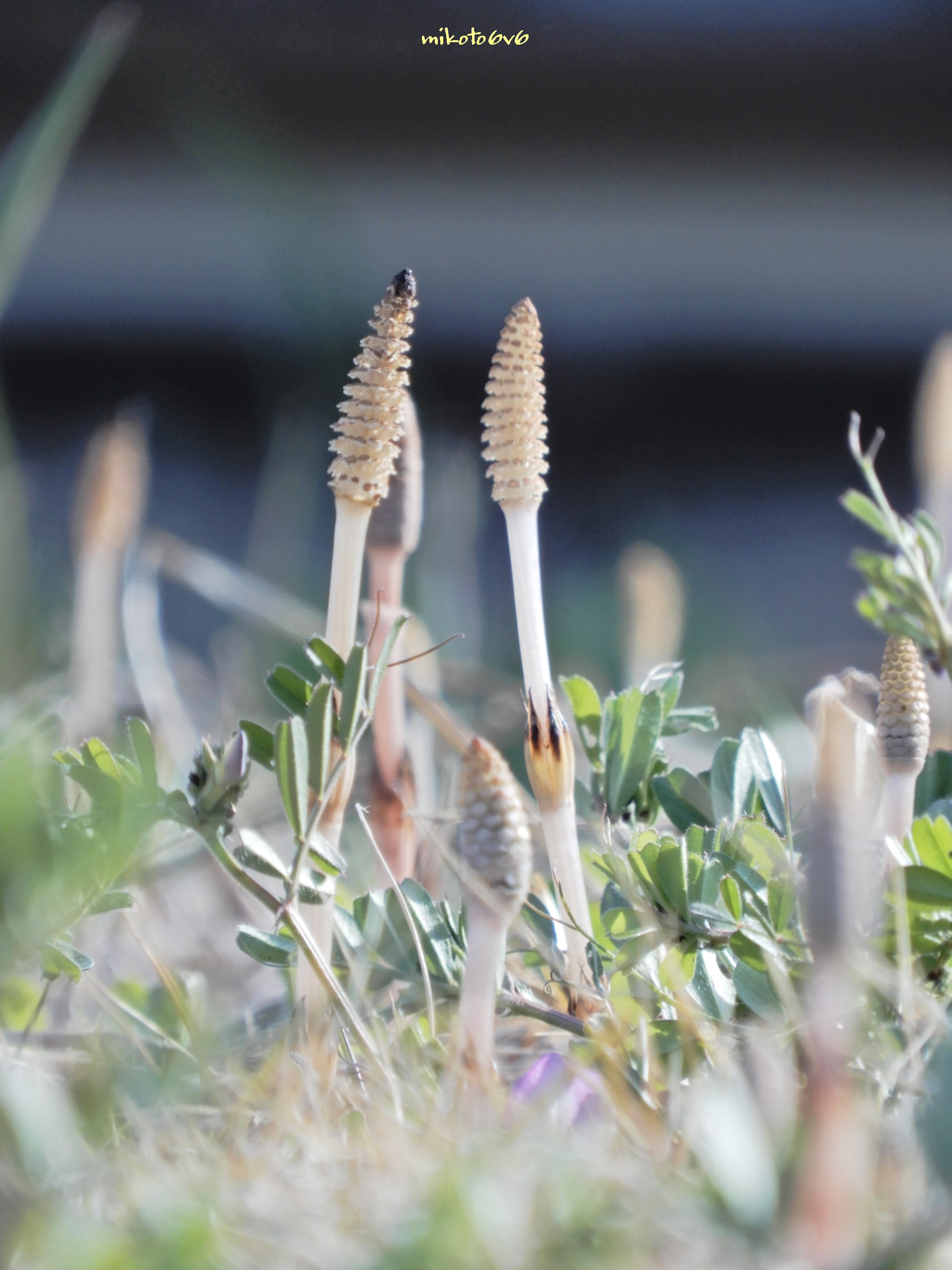 Fieldhorsetail Twitter Search Twitter