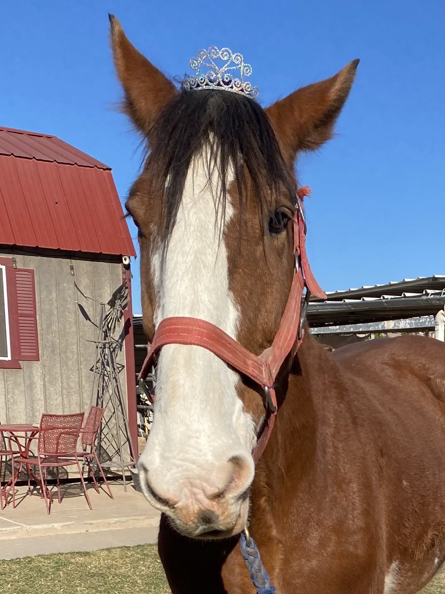 USACPF's tweet photo. Ms. Oneida has become accustomed to the royal treatment.  Help keep her healthy and happy!  https://t.co/lRI5QUuwXh. #AzGives https://t.co/pmIXVtFtDY